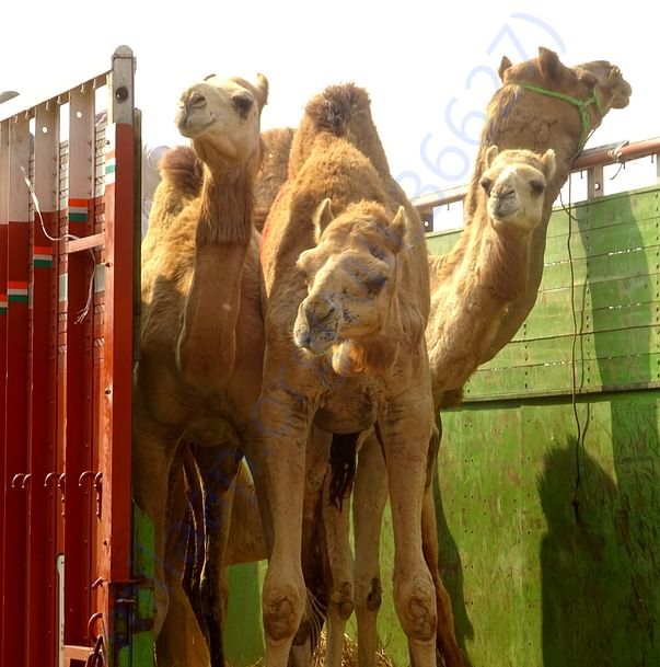 In Safe Hands, Now Pfa Sirohi care... All Rescue Camels Adopted by pfa