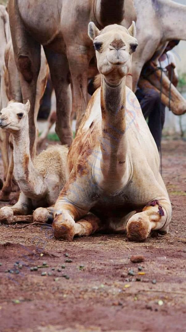 In Safe Hands, Now Pfa Sirohi care... All Rescue Camels Adopted by pfa