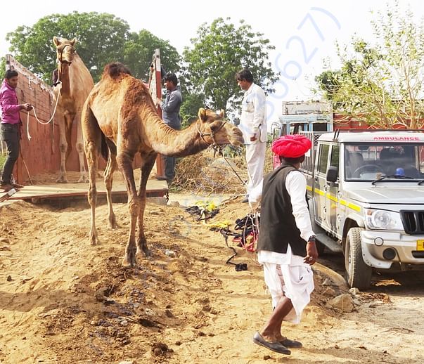 In Safe Hands, Now Pfa Sirohi care... All Rescue Camels Adopted by pfa