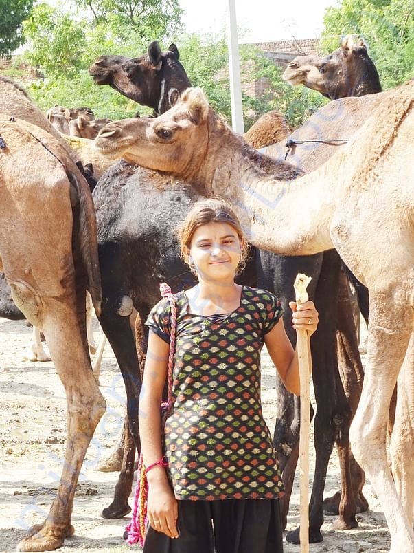 In Safe Hands, Now Pfa Sirohi care... All Rescue Camels Adopted by pfa