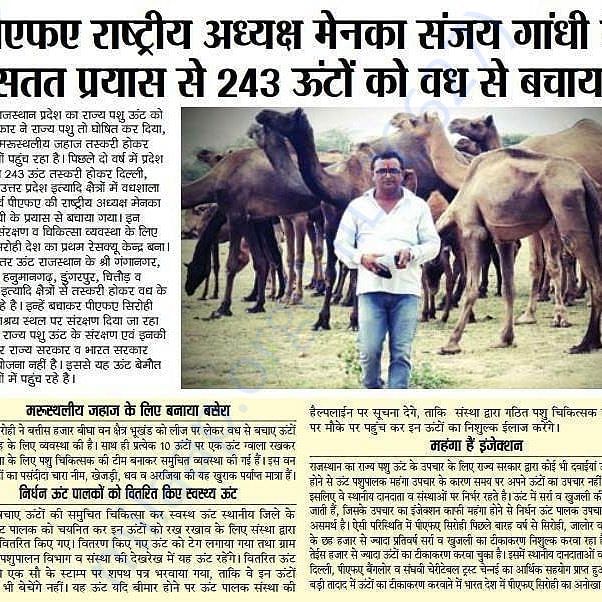 In Safe Hands, Now Pfa Sirohi care... All Rescue Camels Adopted by pfa