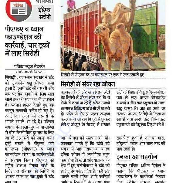 In Safe Hands, Now Pfa Sirohi care... All Rescue Camels Adopted by pfa