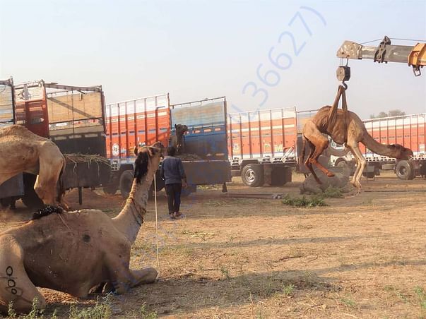 In Safe Hands, Now Pfa Sirohi care... All Rescue Camels Adopted by pfa