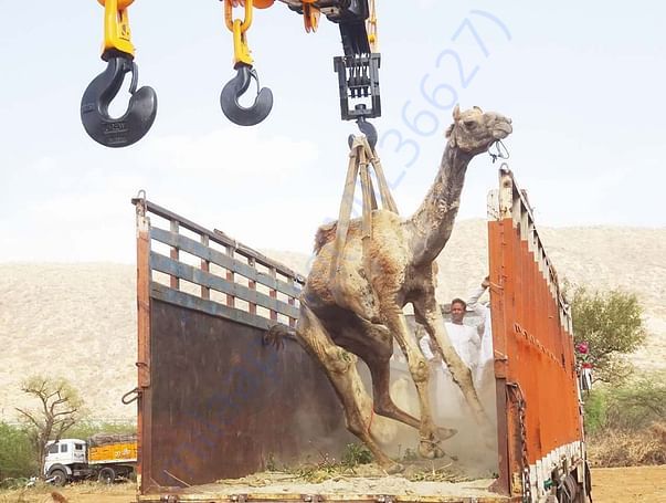 In Safe Hands, Now Pfa Sirohi care... All Rescue Camels Adopted by pfa