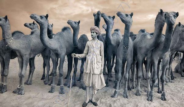 In Safe Hands, Now Pfa Sirohi care... All Rescue Camels Adopted by pfa