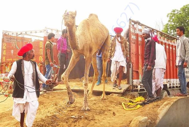 In Safe Hands, Now Pfa Sirohi care... All Rescue Camels Adopted by pfa
