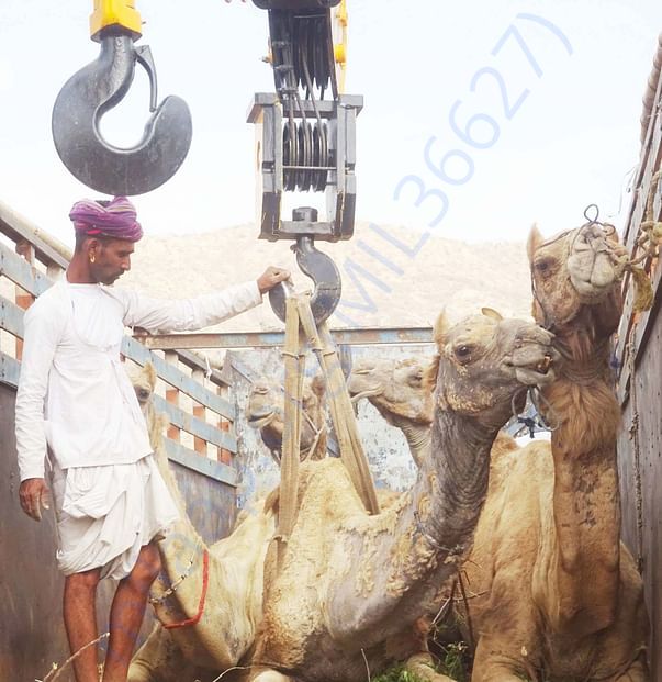 In Safe Hands, Now Pfa Sirohi care... All Rescue Camels Adopted by pfa