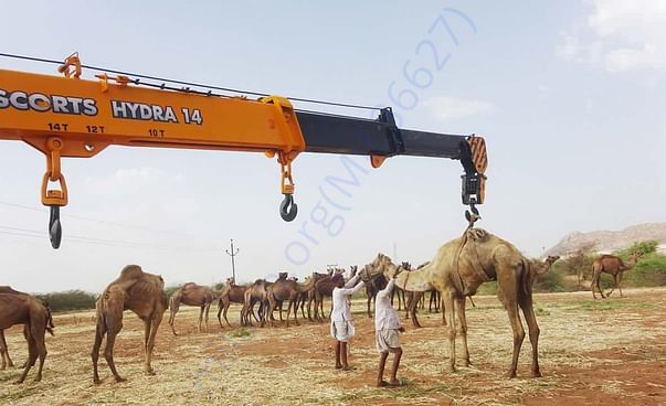 In Safe Hands, Now Pfa Sirohi care... All Rescue Camels Adopted by pfa