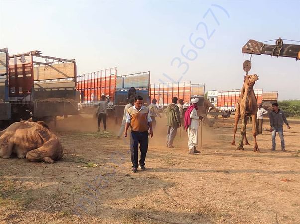 In Safe Hands, Now Pfa Sirohi care... All Rescue Camels Adopted by pfa