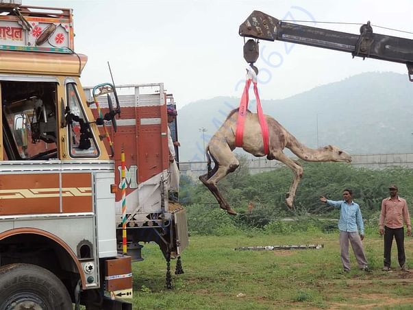 In Safe Hands, Now Pfa Sirohi care... All Rescue Camels Adopted by pfa