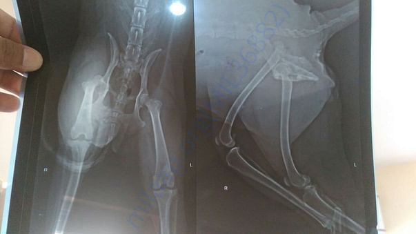 Xray