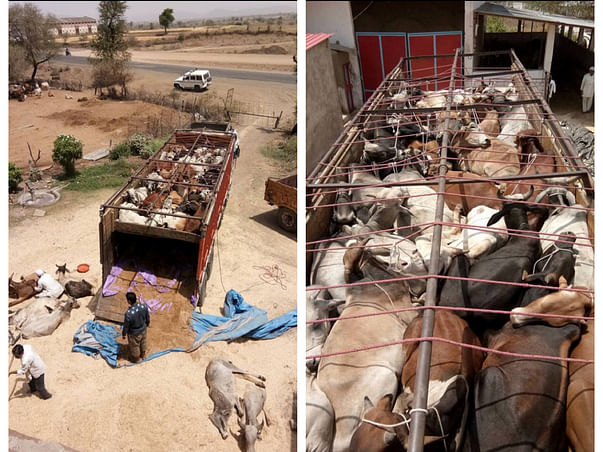 Support Gau Seva / Jeevraksha