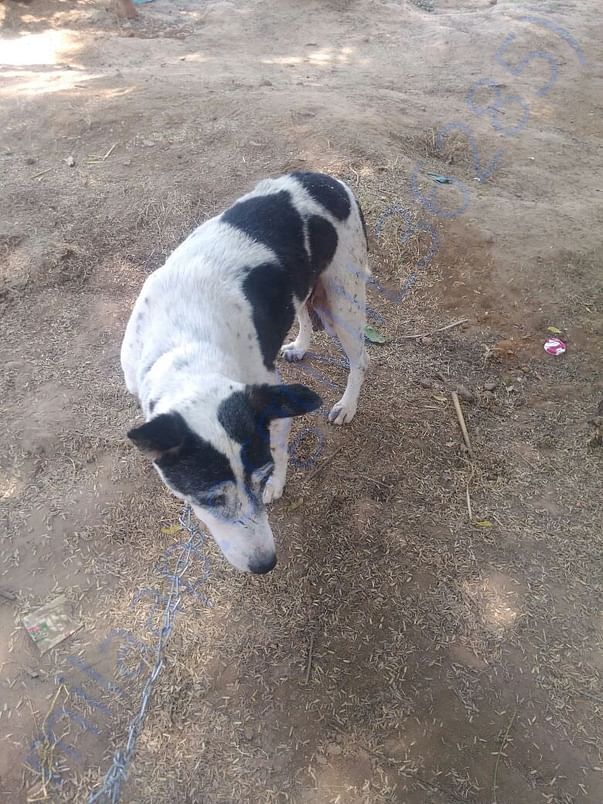 Silvy during her morning walk