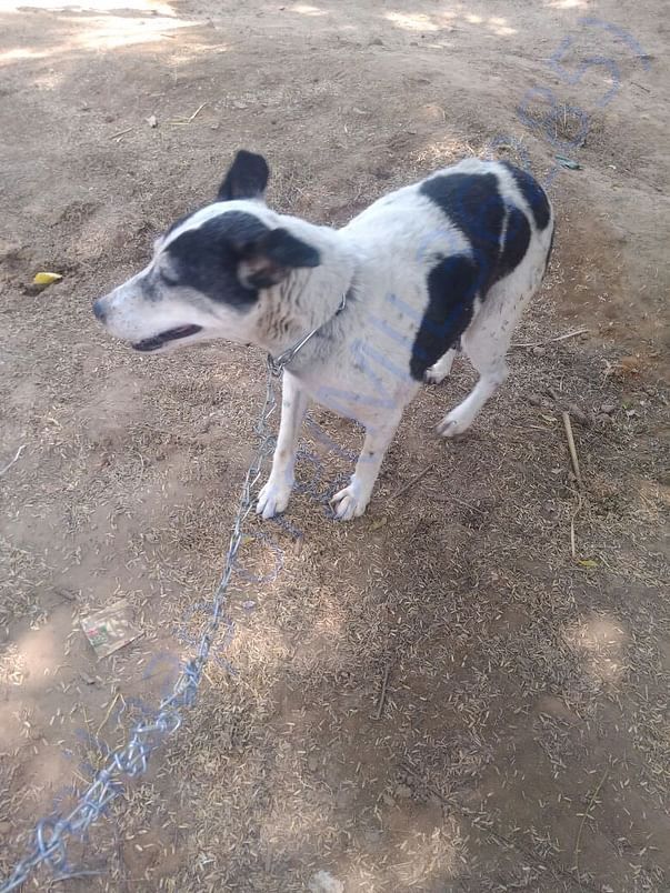 Silvy during her morning walk
