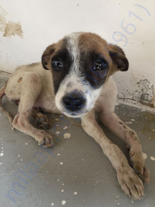 Piku was rescued from a gutter of society covered with flees & bruces