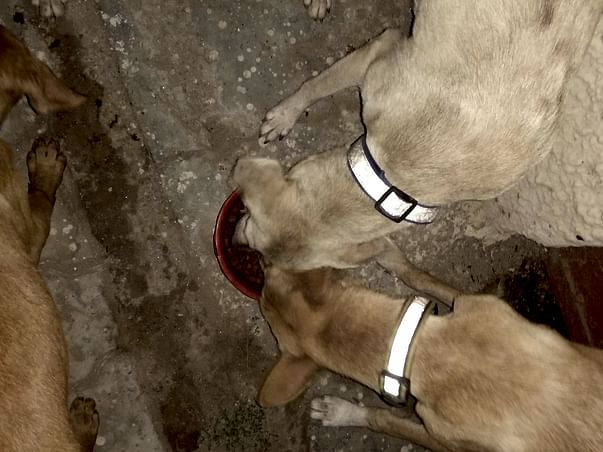 Help Us Feed the Voiceless Strays.