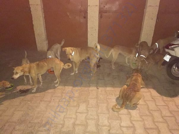 They all get their meal every single day