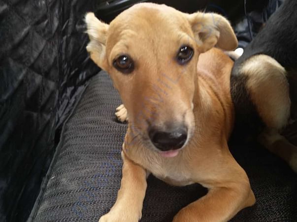 Our more than 100 dogs got adopted.One of them is Mia.Adopted in Noida