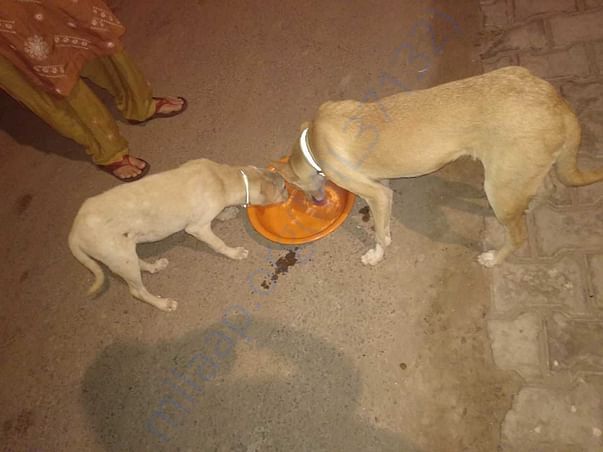 We feed them with dry dog food and gravy mixed with rice.
