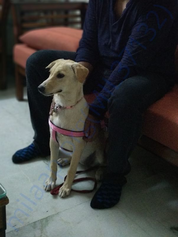 Our rescued girl Pari was adopted by a loving family in lajpat nagar