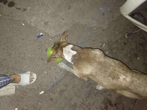 Cheeku the star.