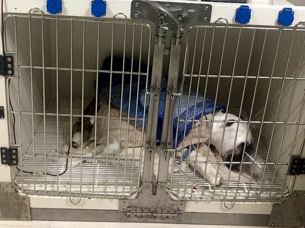 Help Angel To Fight And Come Back Home