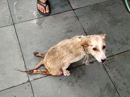 Help These Speechless To Walk Once Again