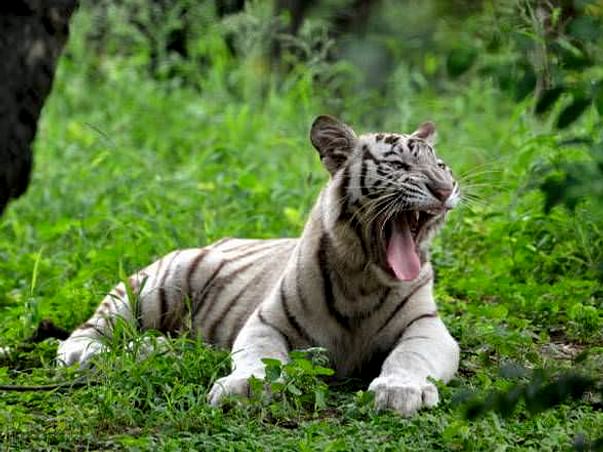Help Nehru Zoological Park Save and Protect Tigers