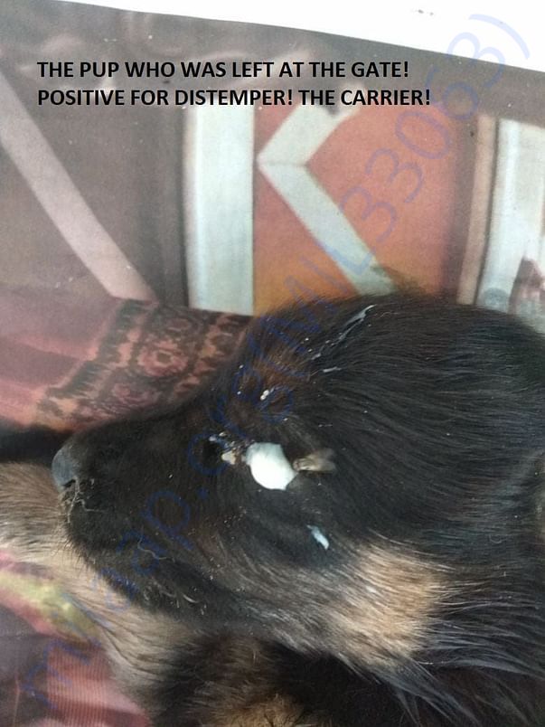Abandoned Distemper Pup