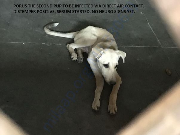 Prus- distemper postive, no neuro signs yet