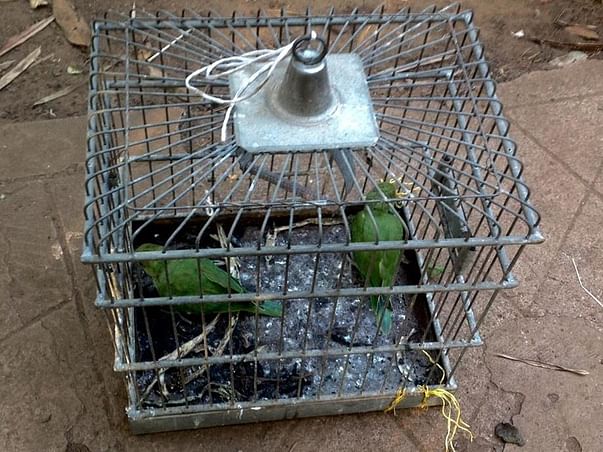 Help two caged Parakeets find freedom