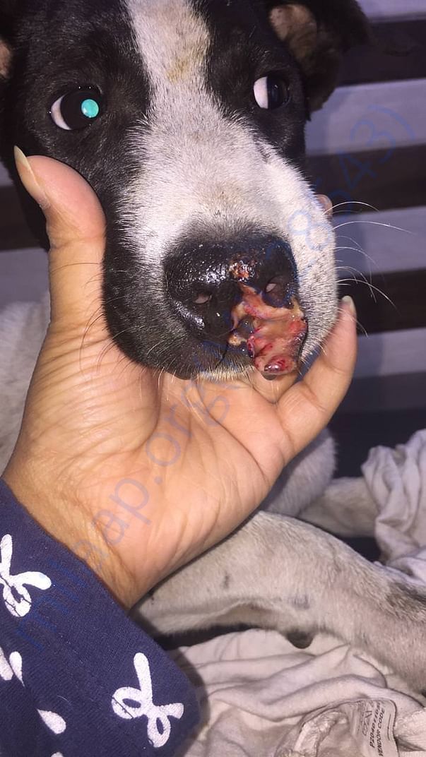 Bert's awful lip injury!