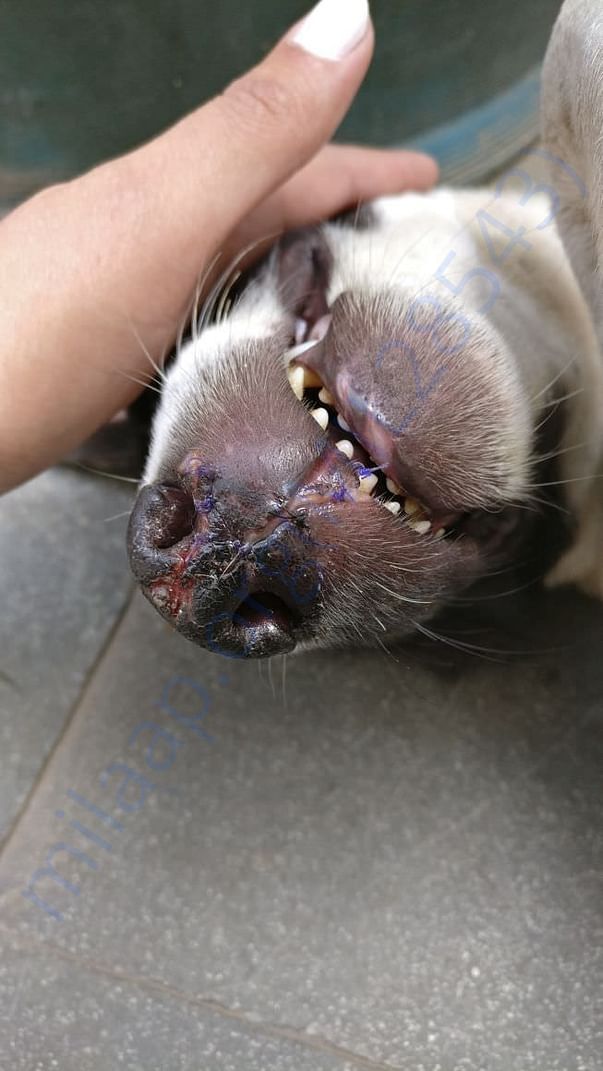 Bert's lip all stitched up!