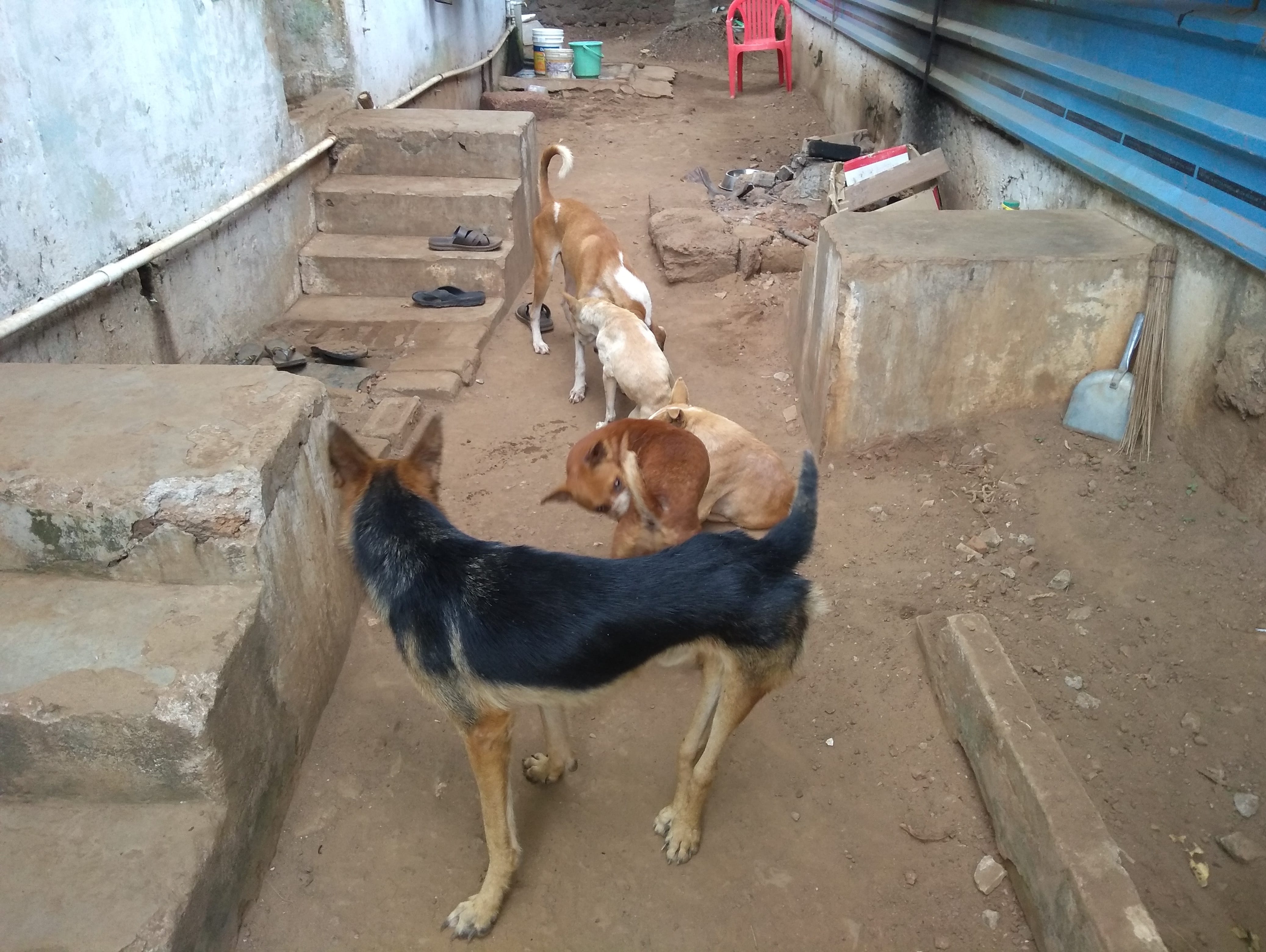 Help Us To Build A Permanent Shelter For The Needy Animals Milaap