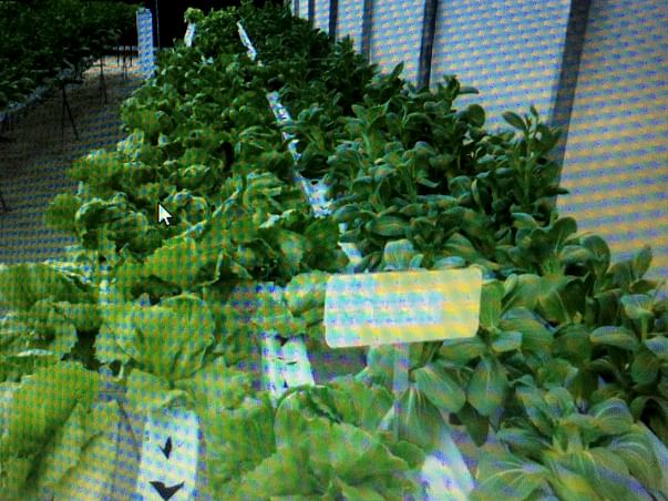Help Start Urban Farming or Any Where Farming