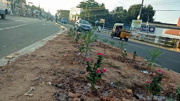 Median Planting