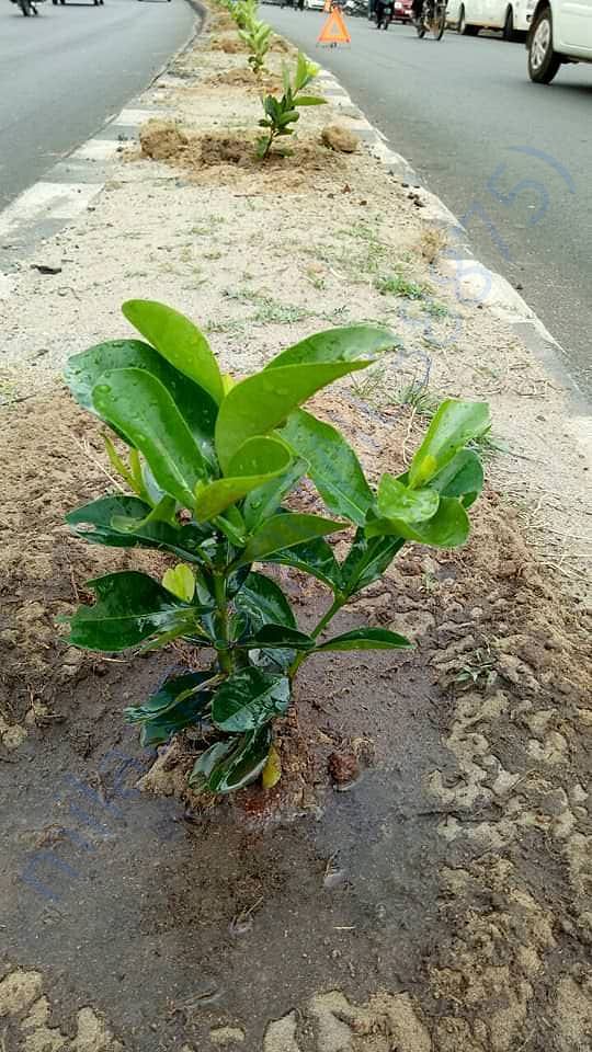Plants