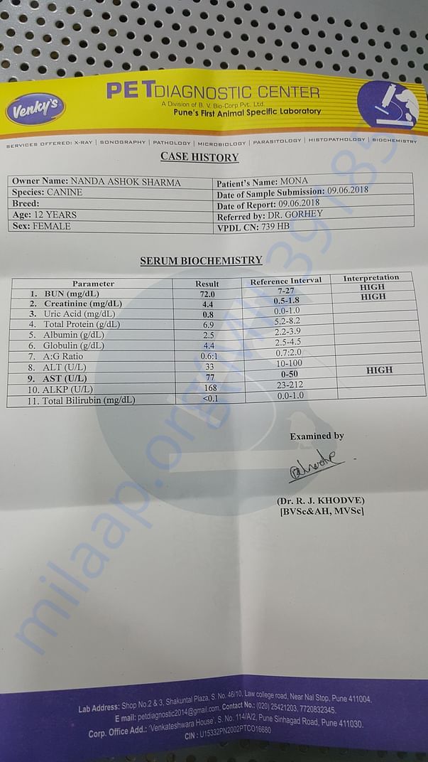 Blood Report 2