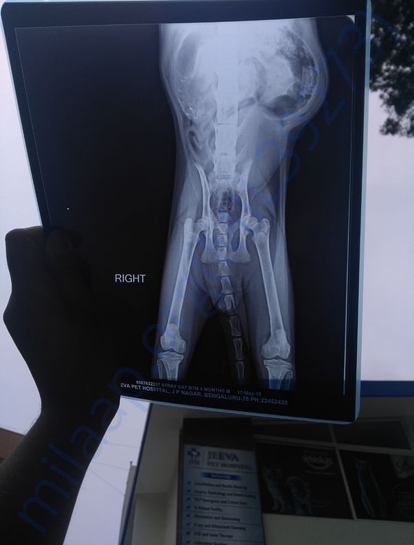 Hernia XRAY