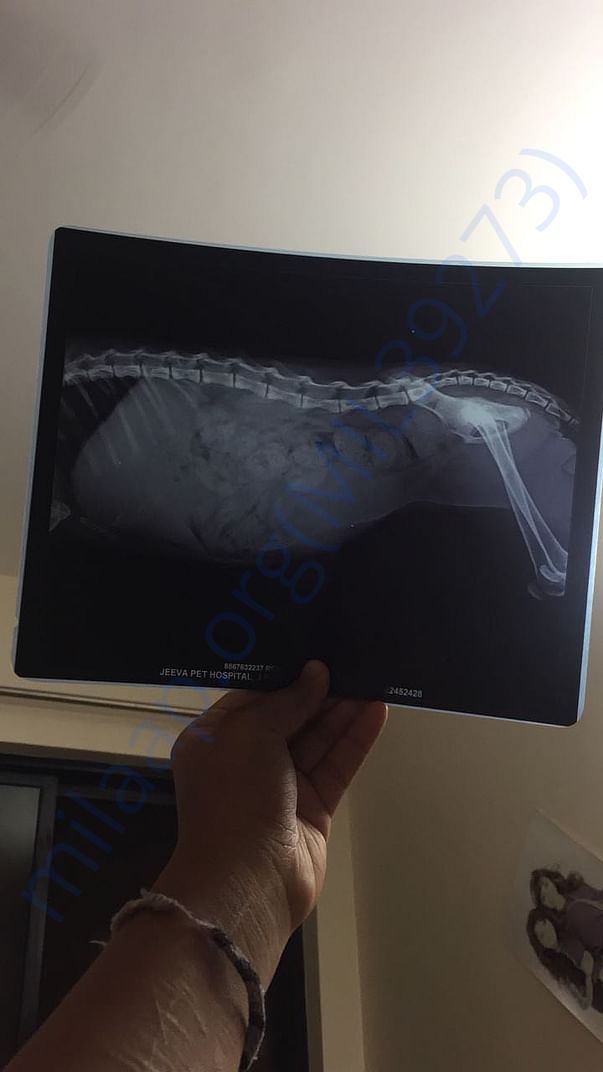 Spine XRAY
