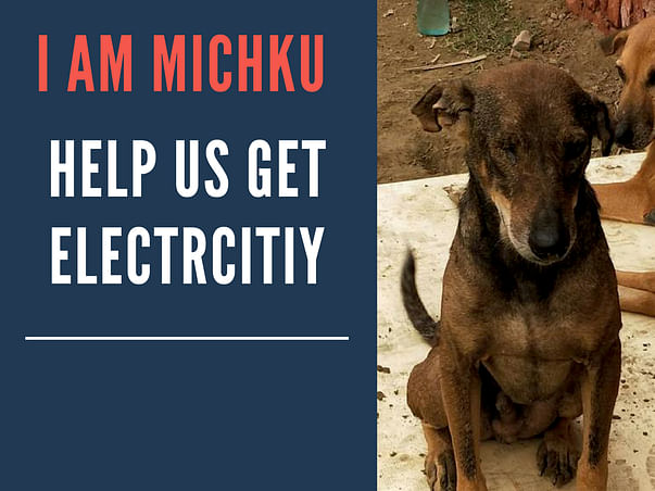 Help The Animals In Earthlings Trust Fight The Heat