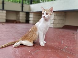 Help Feather Walk Again
