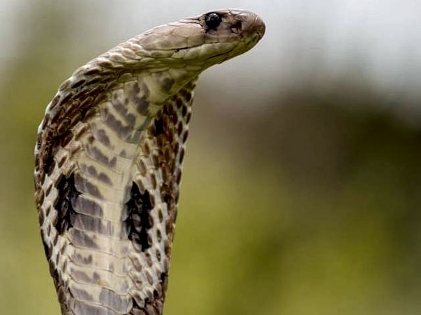 Defanged: Myths & Misconceptions - A documentary busting snake myths