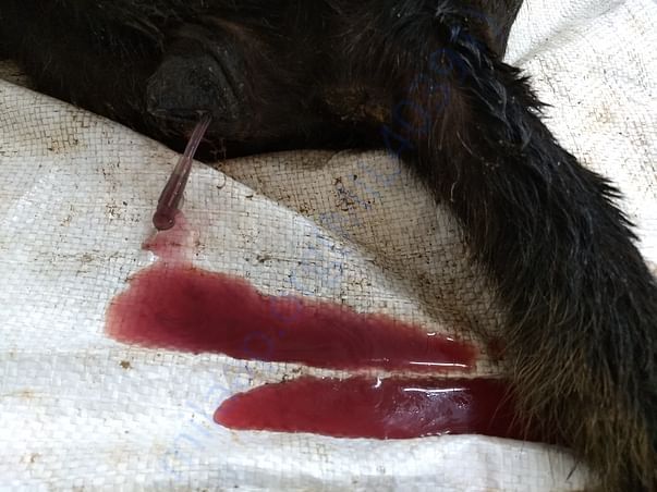 Blackie in hospital1