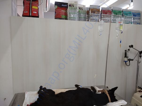 Blackie in hospital2