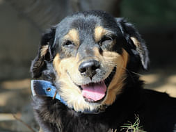 Support Jyoti Who has found forever homes for 10 Indie Dogs in the US