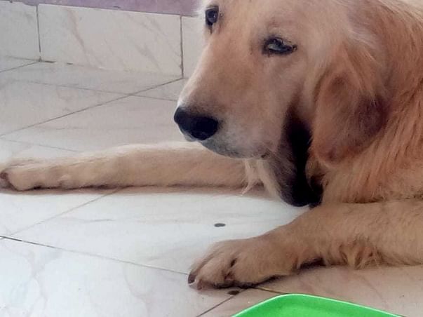 Help champ fight from tumor