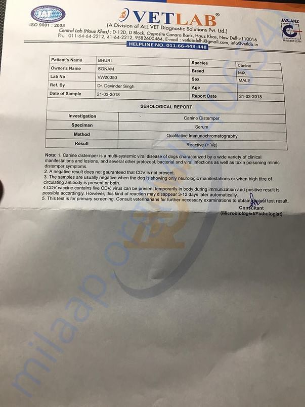 Kevin's distemper test report when he was rescued