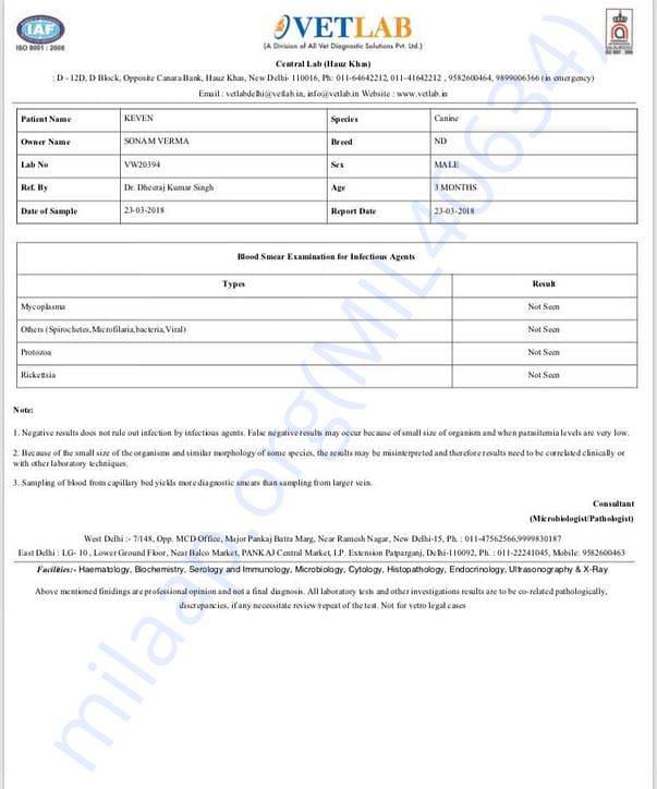 Kevin's Blood parasite test report when rescued.