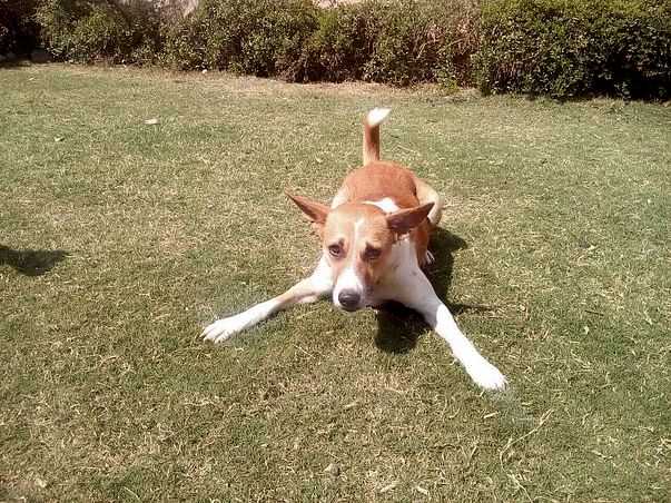 Support A New Life For Rocky